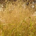 Panicum capillare